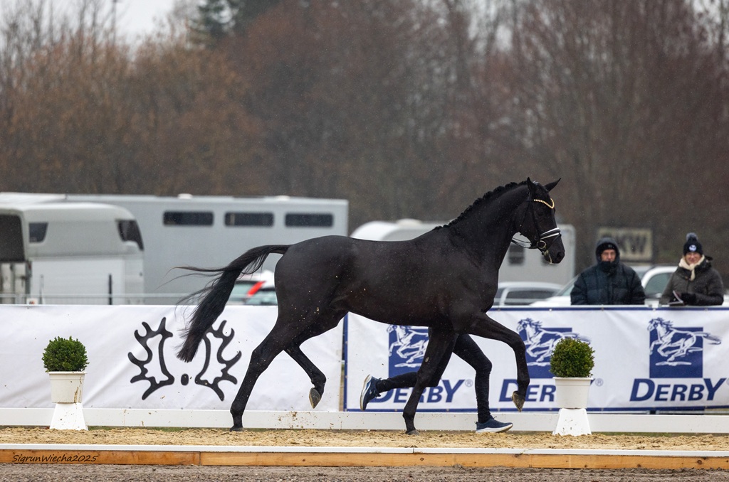 29 – Hannu Haakon -SWiecha-4X8A6874